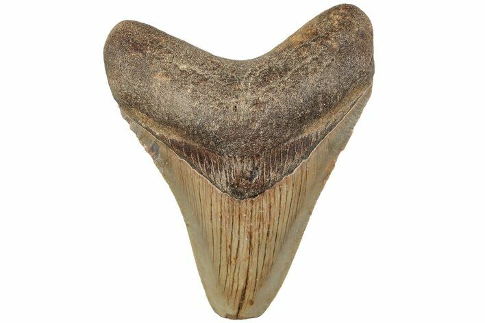 Serrated, 3.90" Fossil Megalodon Tooth - North Carolina